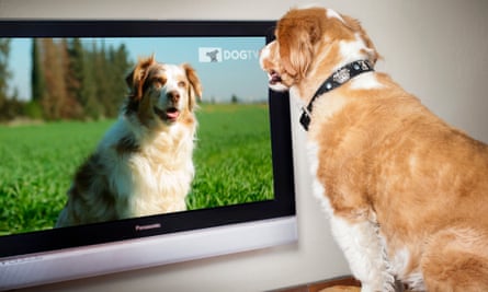 DogTV has "millions, maybe tens of millions" of viewers.