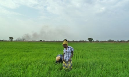 Rice paddy Gambella, Ethiopia