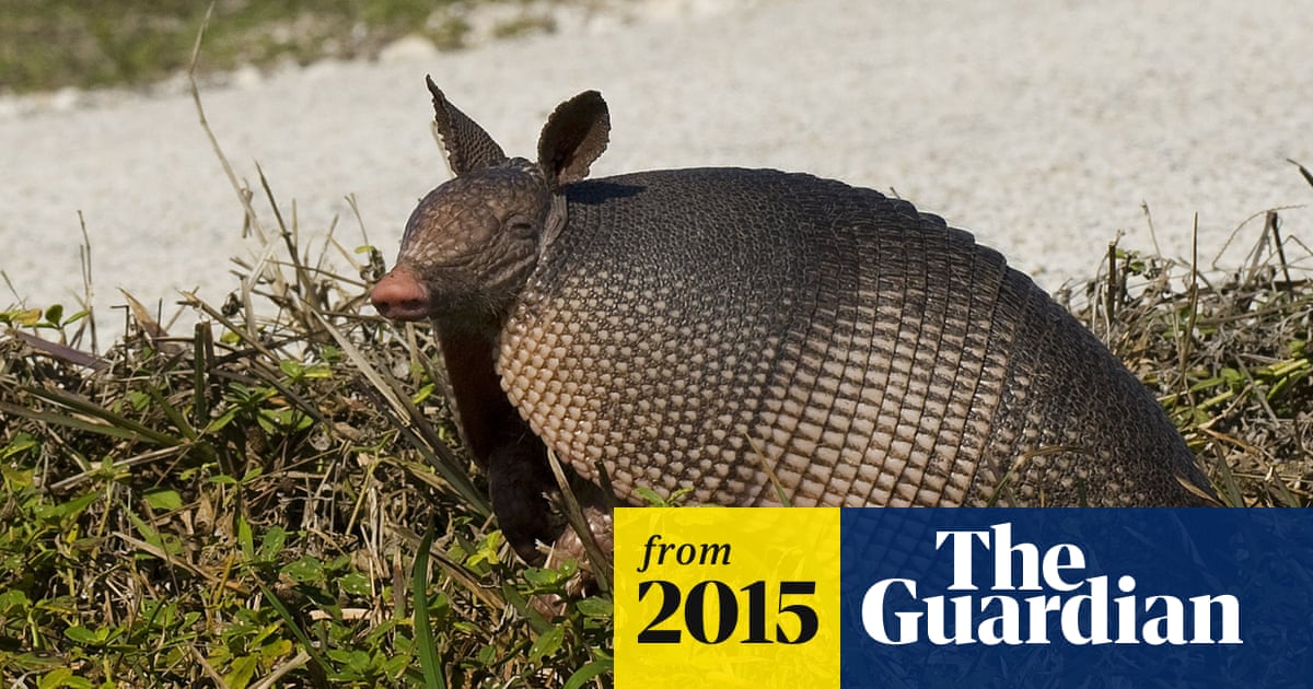 Georgia man wounds mother-in-law after bullet ricochets off armadillo