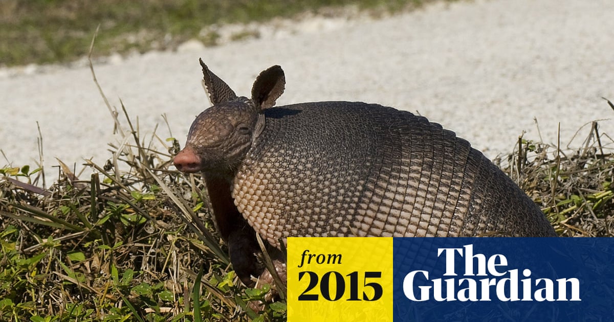 Georgia man wounds mother-in-law after bullet ricochets off armadillo