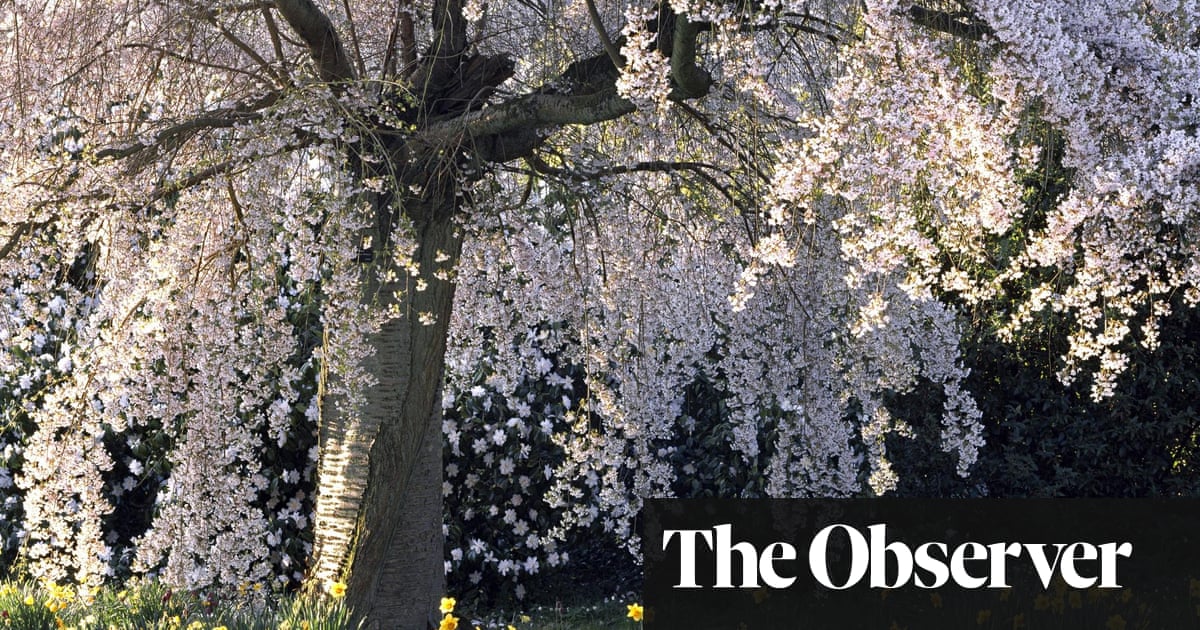Gardens The Blossom Season Gardening Advice The Guardian Gardens The Blossom Season Gardening Advice The Guardian