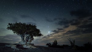 A bristlecone pine tree in Great Basin National Park
