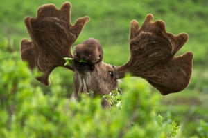 A moose in Denali National Park
