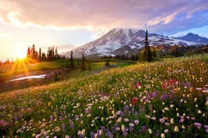 Wildflowers on Mt Rainier, Washington