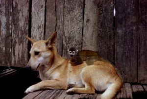 Dog rider of the Amazon  Monkey got adopted by dog in isolated village of Equatorian Amazon Jungle