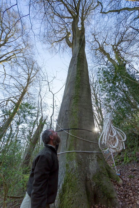 Beech tree standing 144 feet (44 metres) high has been declared the tallest native tree in Britain