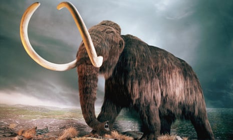 Woolly Mammoth Replica at Museum Exhibit