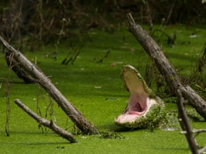 An alligator in the Cumberland Islands National Seashore, Georgia