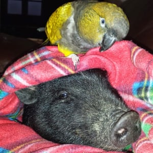 bird and pig cuddling