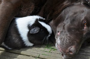 guinea pig and dog cuddling