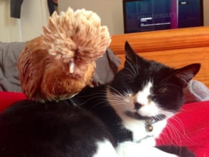 chicken and cat cuddling