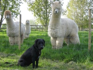 dog and alpacas