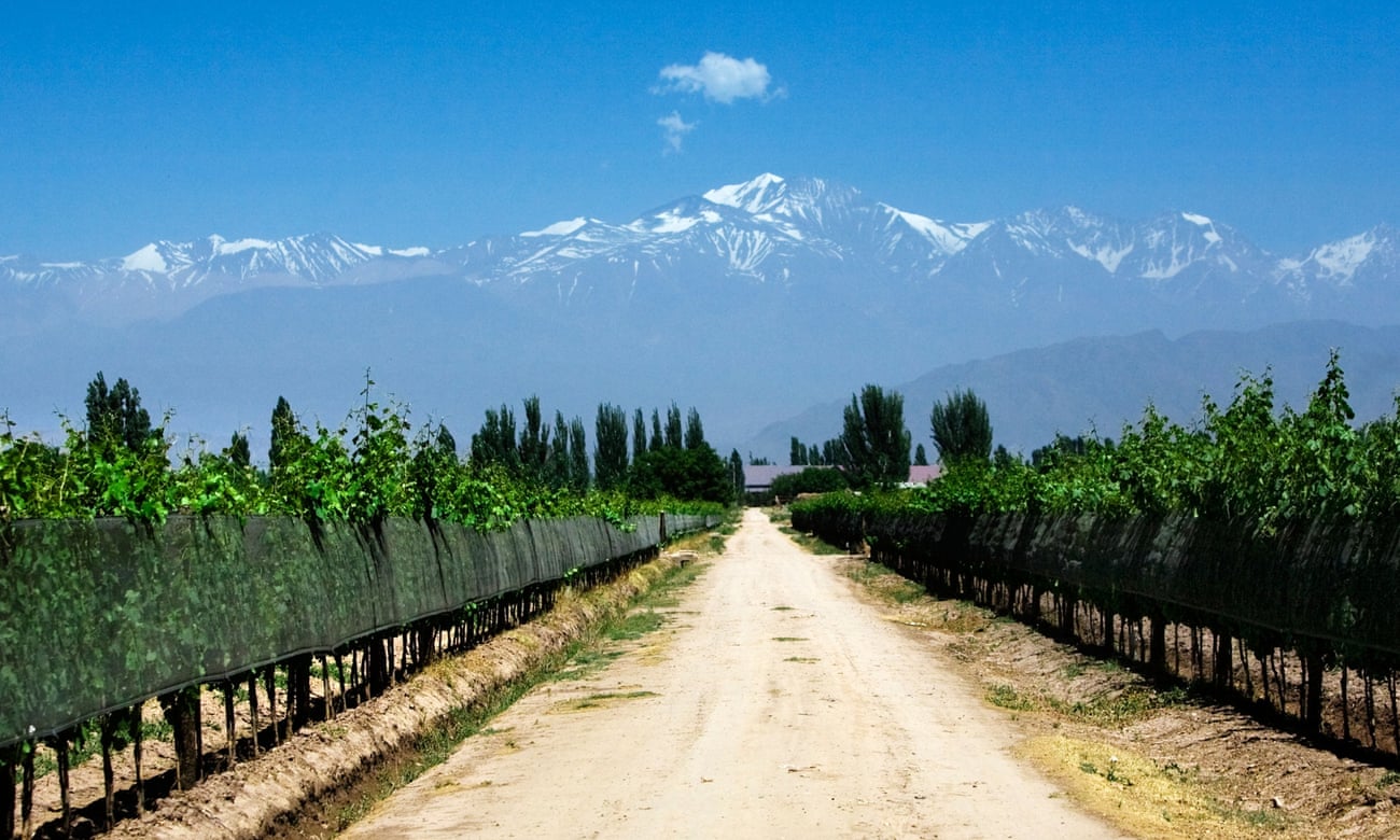 Most Mendoza vineyards have the benefit of the Andes as a backdrop.