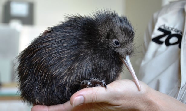 A North Island brown kiwi held by a conservationist with Auckland Zoo. 