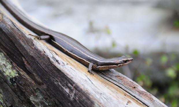 A moko skink, the first of several reptiles to be introduced on the island. Unlike most lizards, this species does not lay eggs but gives birth to live young.