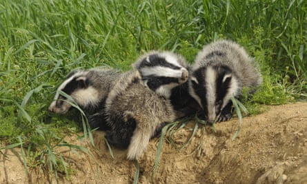 If you are angry about a big issue that's in the news, such as the badger cull, you might find that one of the national conservation charities already has a campaign about it that you can join.