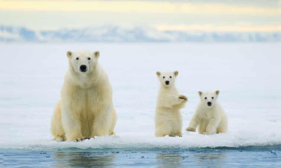 A polar bear mother and twin cubs of the year hunting on the pack ice in the Svalbard Archipelago, Arctic. Polar bears are threatened as a species by climate change.