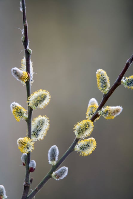 Bees love visiting goat willow in springtime.