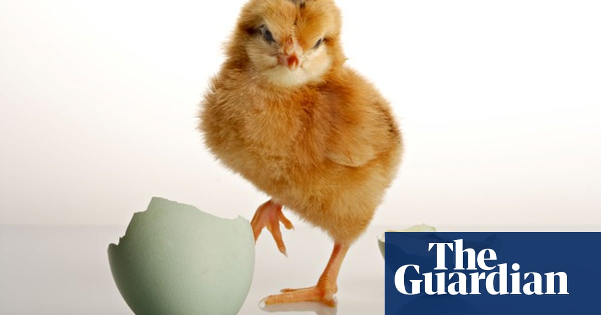 readers recommend chicken and egg songs music the guardian