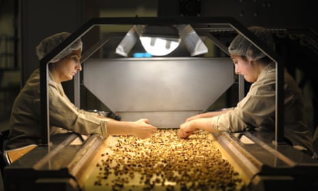 hazelnut workers