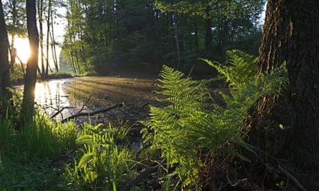 The Vital Question: Why Is Life the Way It Is? review – back to biological basics