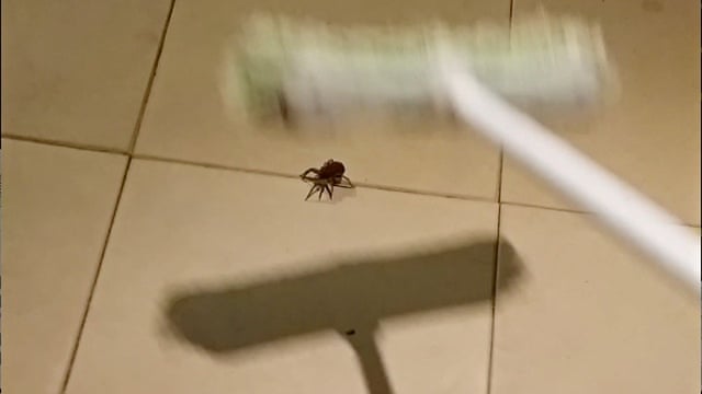 What Happens If You Kill a Pregnant Spider