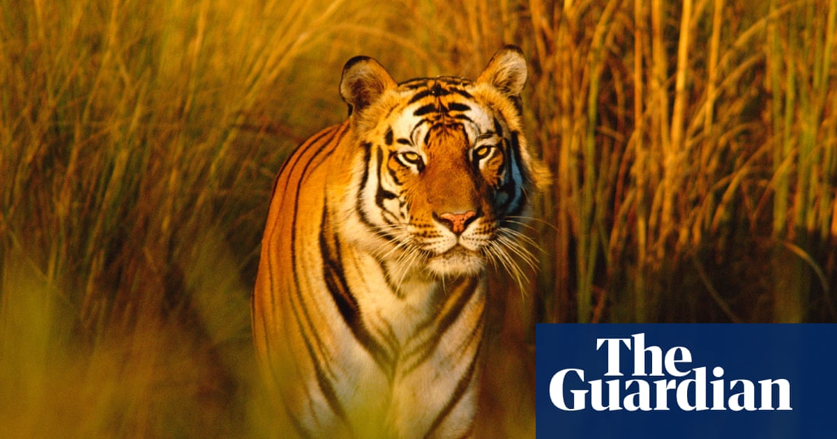 The Beautiful Animals Facing Climate Change Extinction In Pictures The Beautiful Animals Facing Climate Change Extinction In Pictures