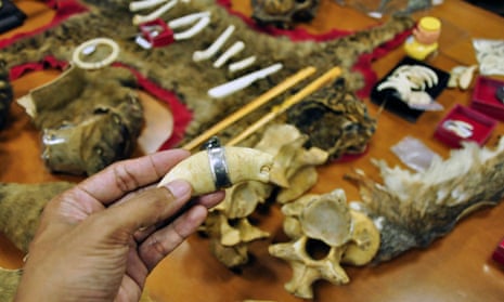 In this undated photo released by Wildlife Conservation Society (WCS), an Indonesian official shows a tiger fang and other endangered animal body parts confiscated from an art shop following a raid in Jakarta, Indonesia. An Indonesian man has been arrested for allegedly using the Internet to sell hundreds of illegal wildlife parts, from ivory and tiger skins to the teeth of the world's smallest bears, officials said Thursday, Feb. 17, 2011.