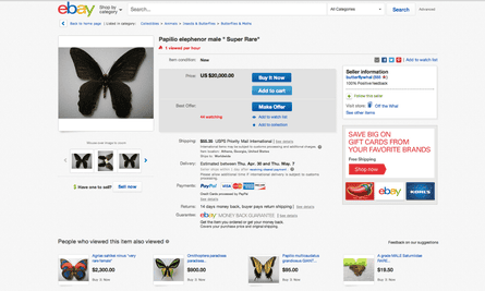 Rare butterfly for sale on Ebay
