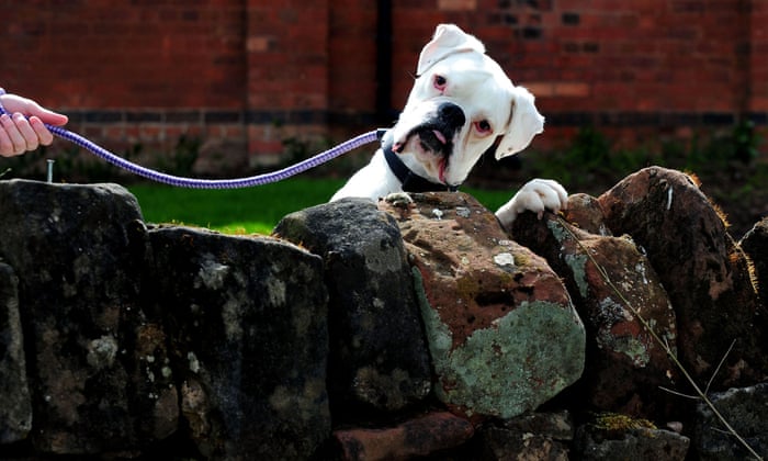 Cruelty To Pets Is Rising And Disturbingly Inventive Warns Rspca