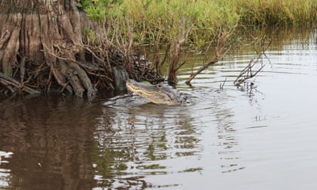In the fight to save Florida's fragile Everglades, it all comes back to politics | Florida | The Guardian