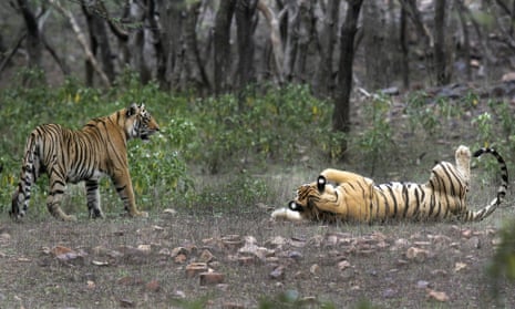 This April 12, 2015 photo shows tigers at the Ranthambore National Park in Sawai Madhopur, India. India s tiger population has gone up 30 percent in just four years. The government lauded the news as astonishing evidence of victory in conservation. But independent scientists say such an increase - to 2,226 big cats - in so short a time doesn t make sense.