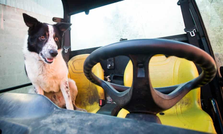 Don the dog at Kirkton Farm in Abington, South Lanarkshire, who caused tailbacks on a busy motorway this morning "due to a dog taking control of a tractor"