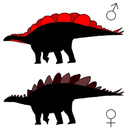 Hypothetical silhouettes of a male (top) and female <em>Stegosaurus</em><em> mjosi</em> based on the anatomical survey.