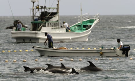 Fishermen drive dolphins into nets during the annual Taiji hunt.
