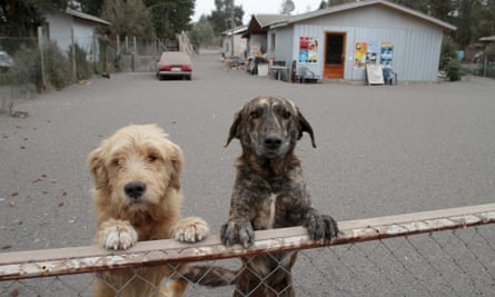 Two dogs in ash-covered Ensenada, Chile.