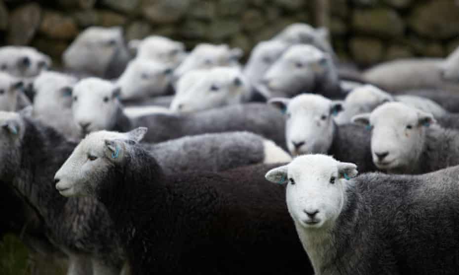 Inspectors from the Rural Payments Agency testing sheep for radiation at  Baskell Farm, Ulpha, Cumbria, 21 September 2009.  Farmer David Elwood's( blue t-shirt)  lambs are still being tested 23 years after rainfall following   the Chernobyl nuclear accident which polluted the ground.