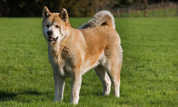 Akita online heat cycle