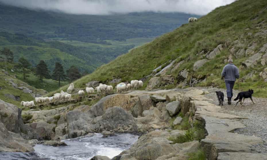 The National Trust is looking for a second shepherd to look after 1,600 mountain sheep in the hills and valleys around Hafod-y-Llan farm.