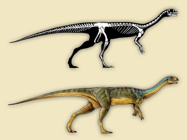 A reconstruction of the skeleton and external appearance of Chilesaurus.