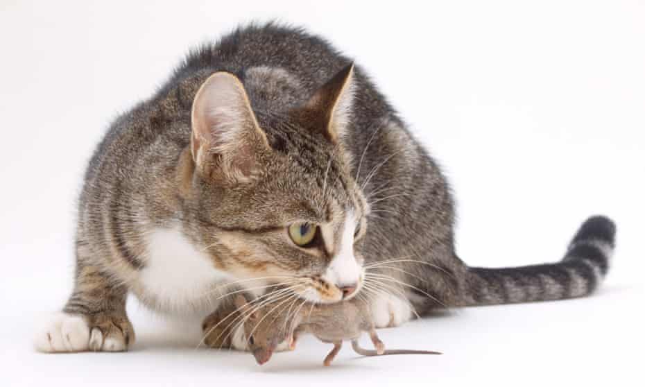 Cat with a dead mouse in its mouth
