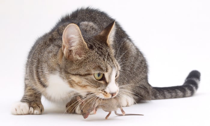 Handy Cleaning App Lets Londoners Foster A Cat For Free To Get Rid Of Mice Apps The Guardian