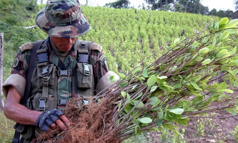 A Colombian soldier inspects a coca plant.