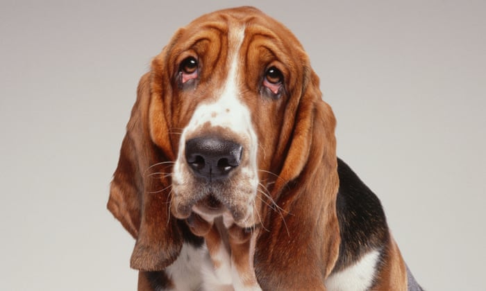 Dog poop cheap dna cost