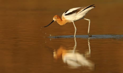 American avocet feeding at the water.