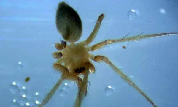 One of the world's rarest spiders which is only found in a British city could become extinct - over plans to develop an old quarry, conservationists have warned. The horrid ground-weaver, a money spider, was first recorded in the UK in 1989 and then again in 1995 - and has not been seen since. It has only ever been spotted at old limestone quarries in Plymouth in Devon - and one of those has already been developed into an industrial estate.