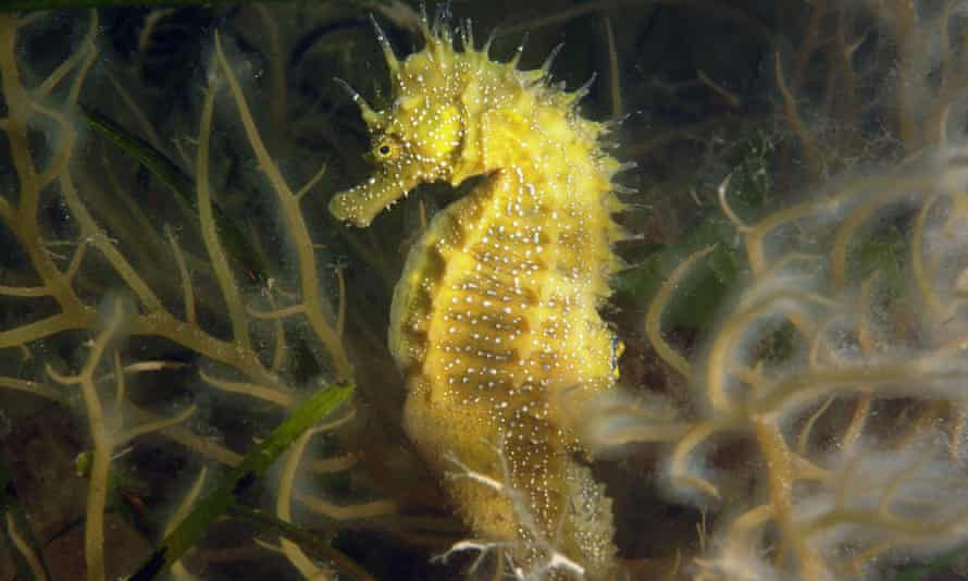 Spiny seahorse, Hippocampus Guttulatus,Studland bay,dorset.june 2008.