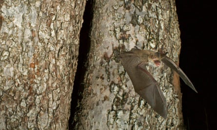 DGRGRD Bechstein's Bat (Myotis bechsteinii) flying out from their roost