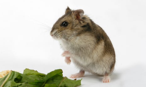 8 Oldest Hamsters to Ever Live 