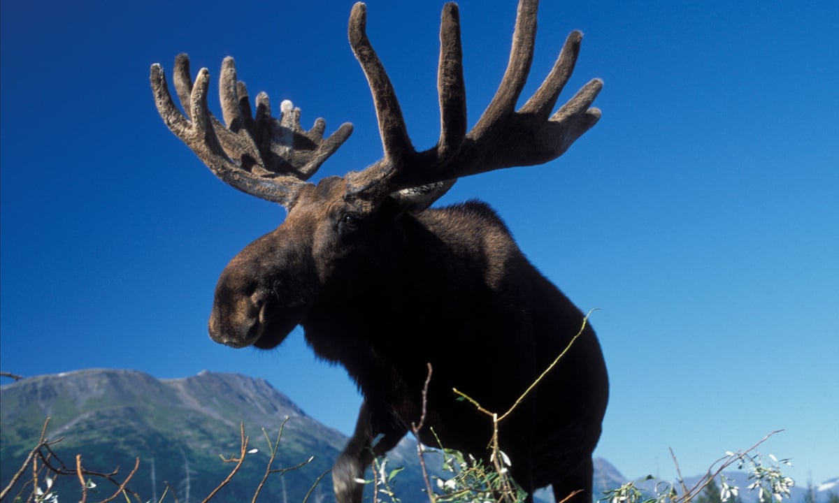ghost moose animals science england environment ghost moose animals science england environment